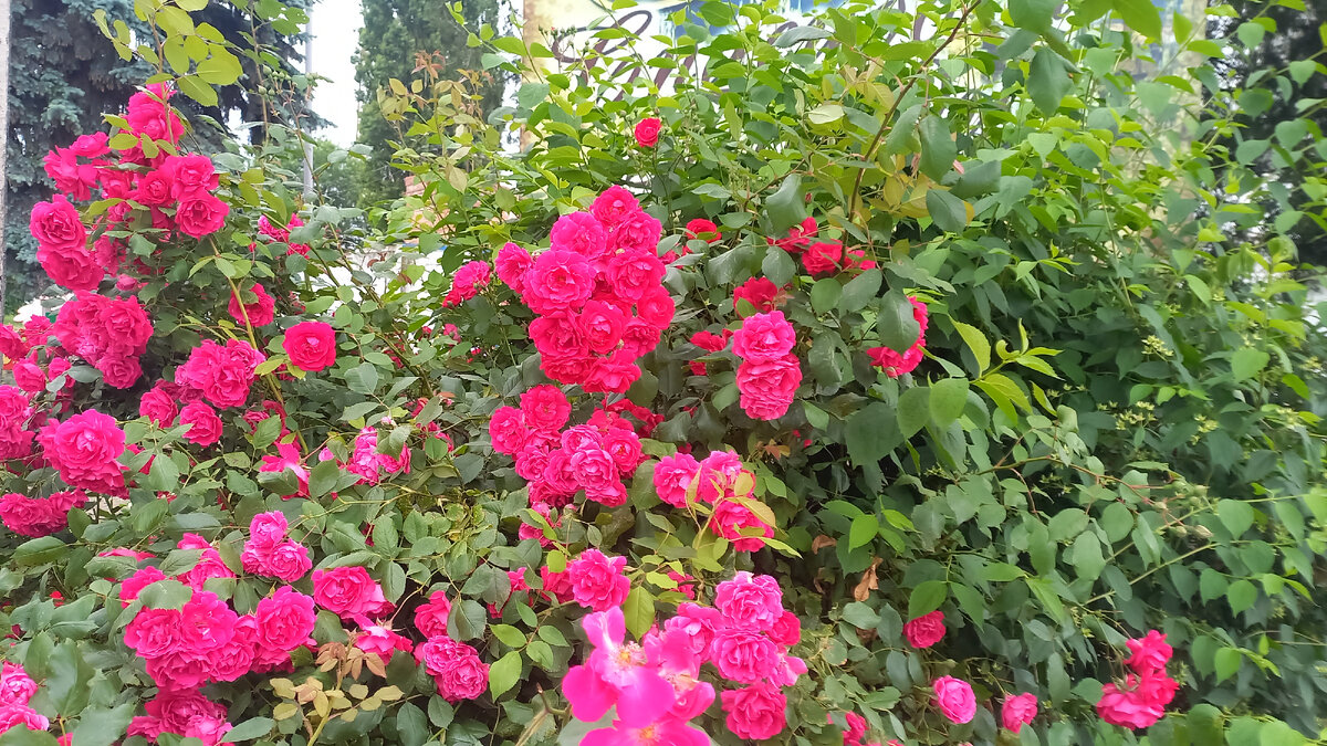 Наша станица