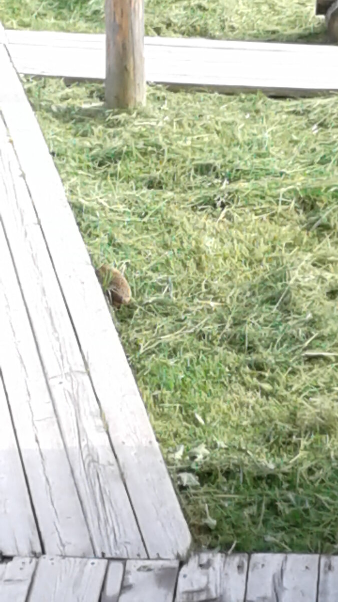 Ёжик рядом с деревянными мостками