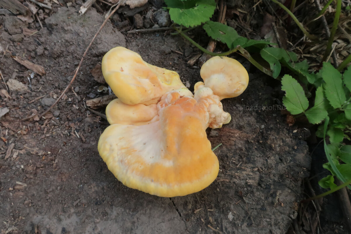 В таком ракурсе не очень понятно, что же в находке особенного (фото И.Лебединского)