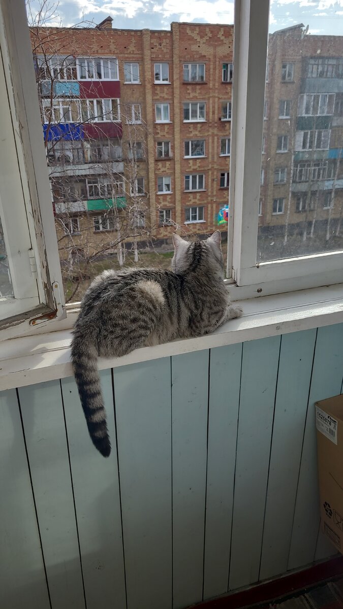 Котик Стёпа на окошке