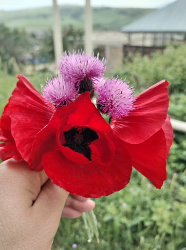 Как маки завоевали мой огород