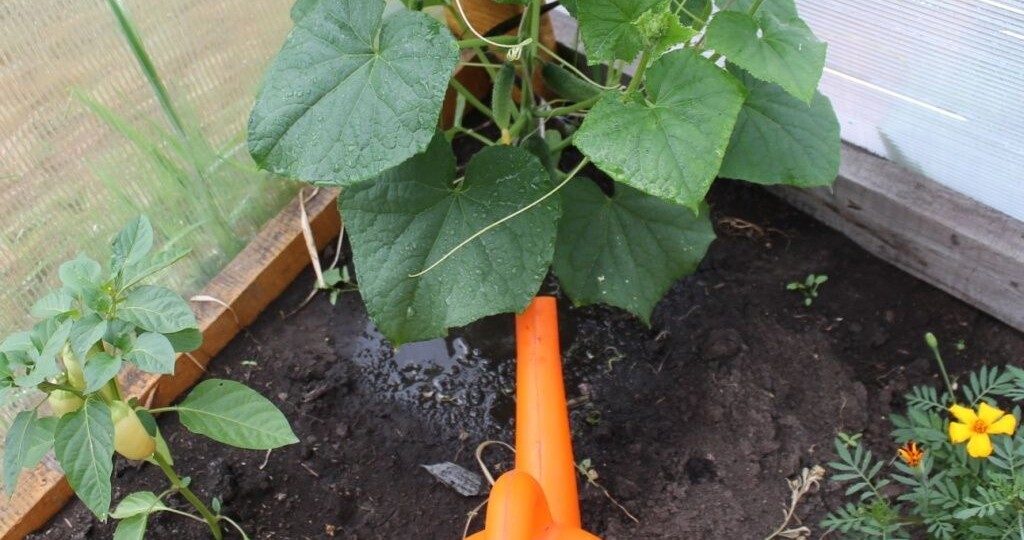 Как поливать огурцы в открытом грунте