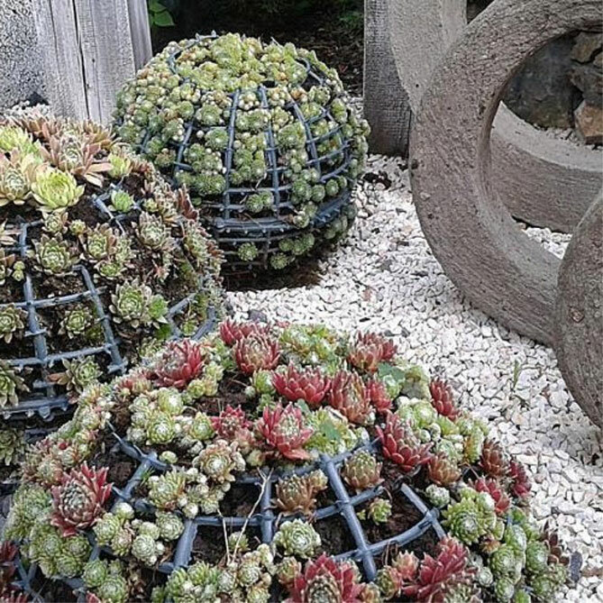 Молодило гибридное Биколор (Sempervivum hybridum Bicolor) Р9