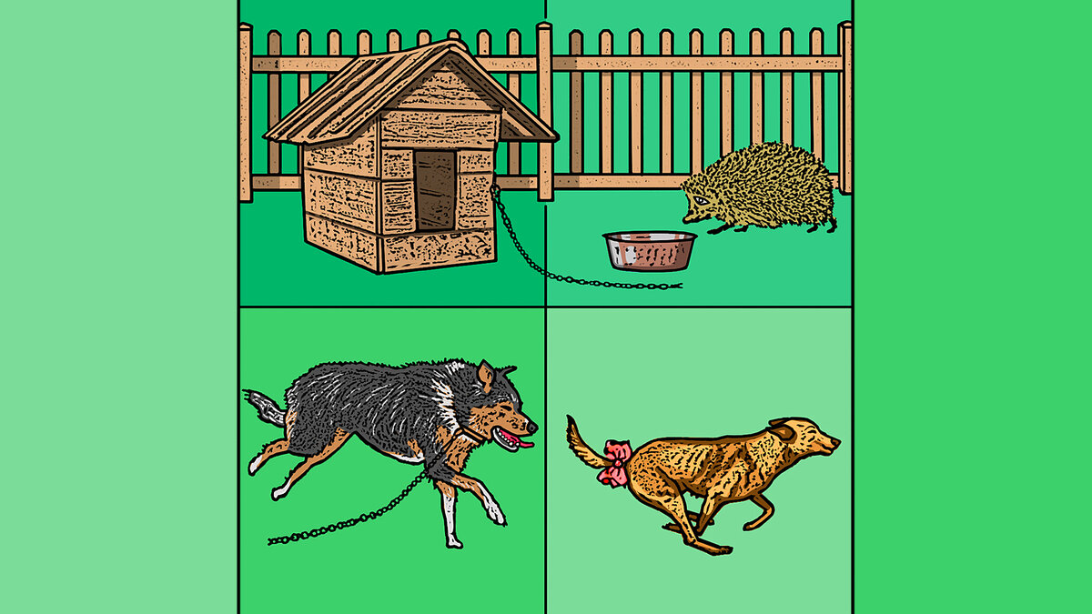 Любовь и Свобода | йОЖ | Дзен