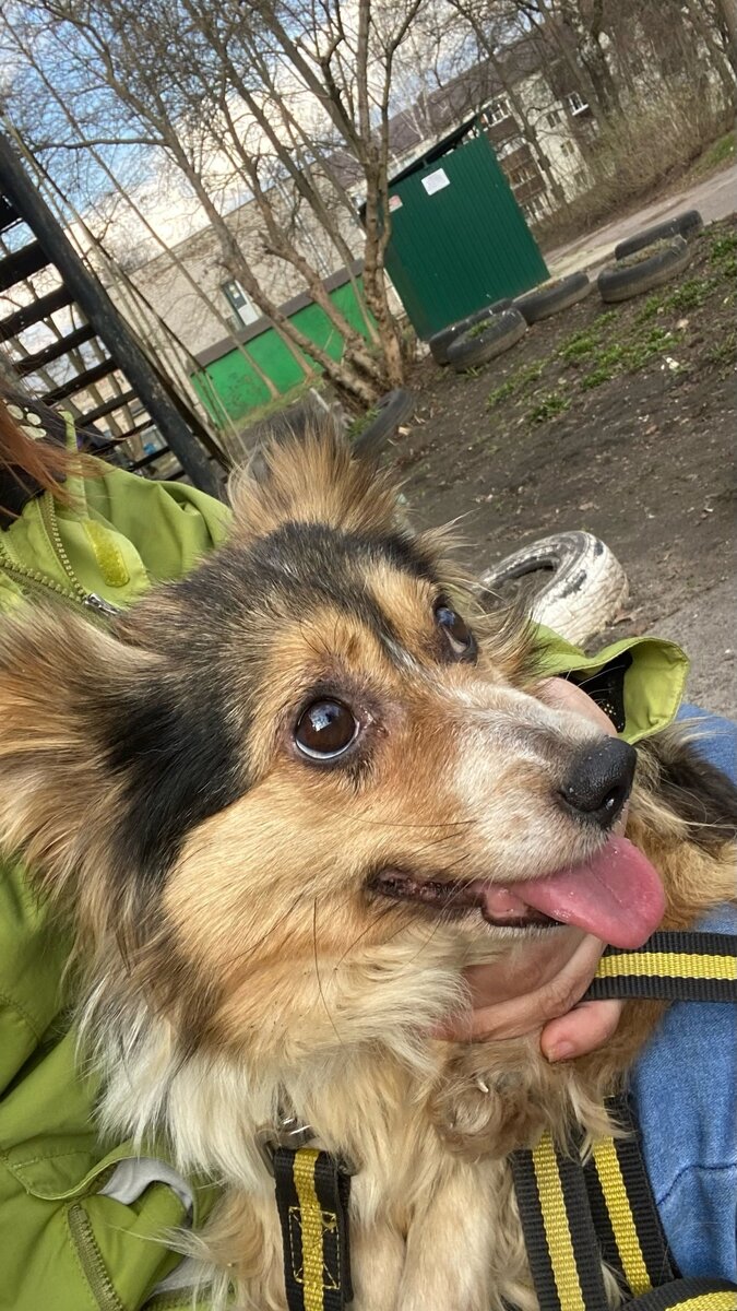 Есть в нашей области такое место, называется отлов собак. Туда поступают собаки с ближайших областей. Просто поток собак.-5