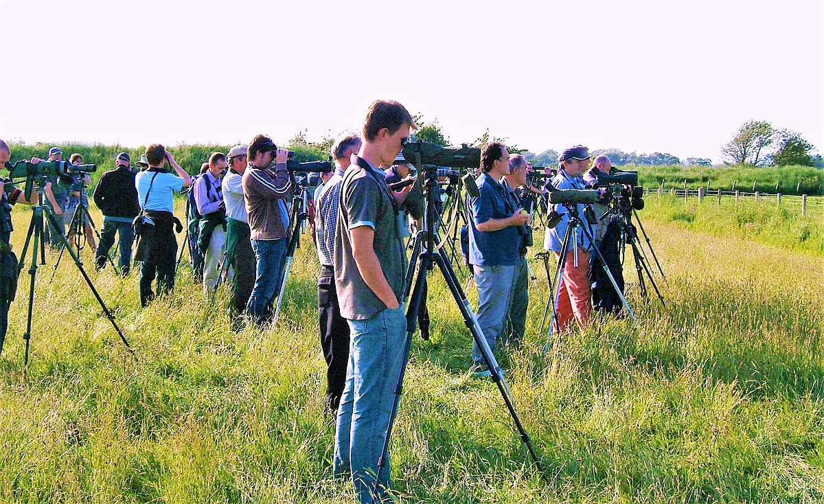 Бёрдвотчинг, birdwatching — наблюдение за птицами, по-нашему любительская орнитология. 