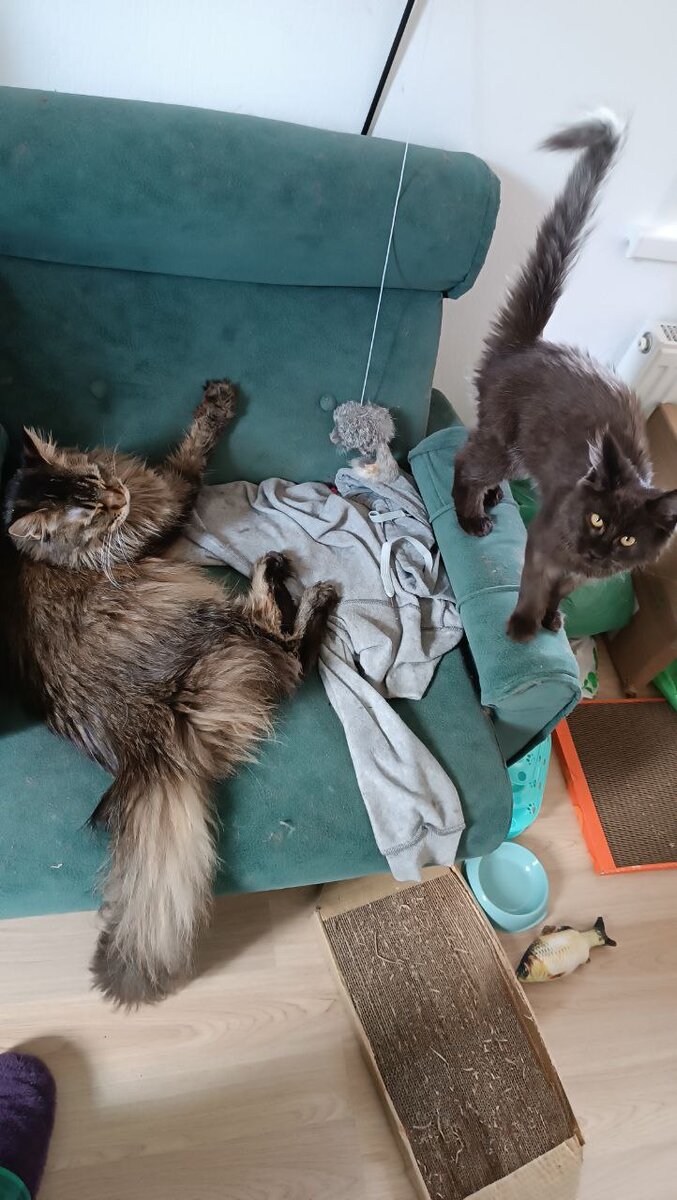 Наглый Мось достает Урсулу