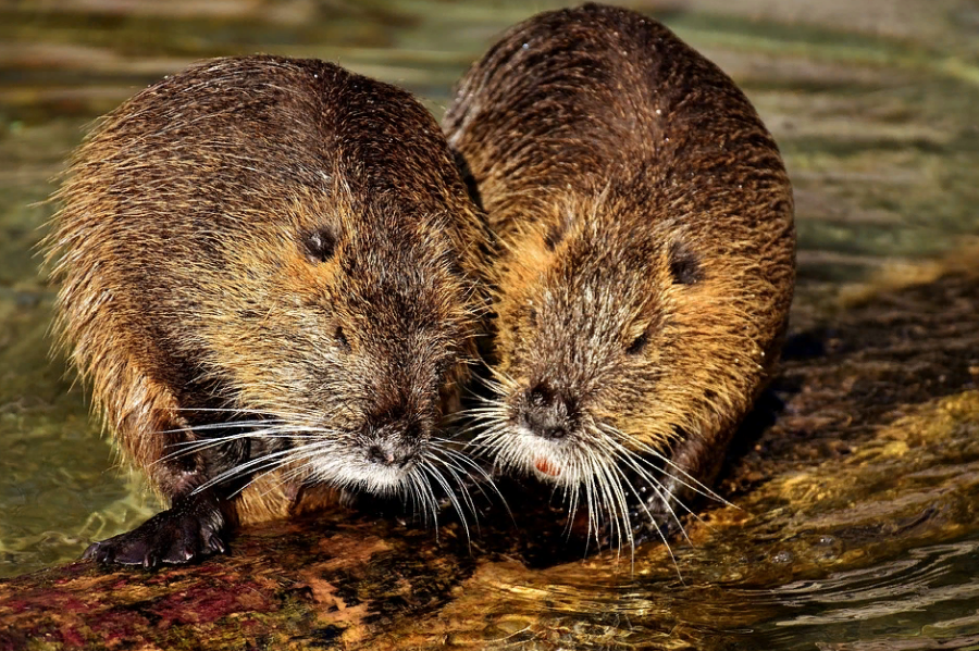     Нутрия: инвазивные грызуны необычного размера