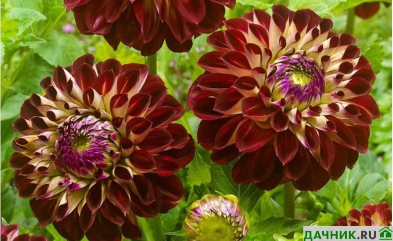 Однолетние сорта георгинов