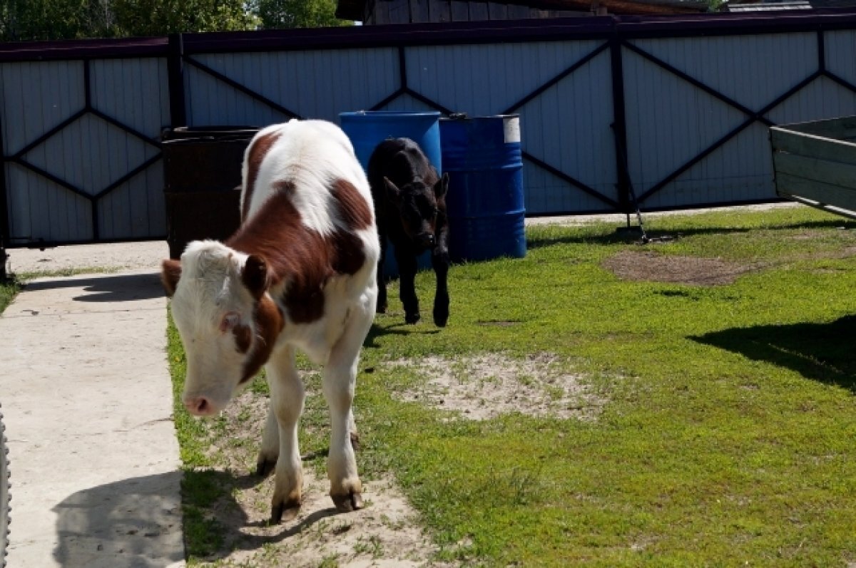    Тюменские ученые выясняют причины лейкоза крупного рогатого скота