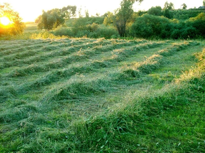 Изображение из открытых источников.