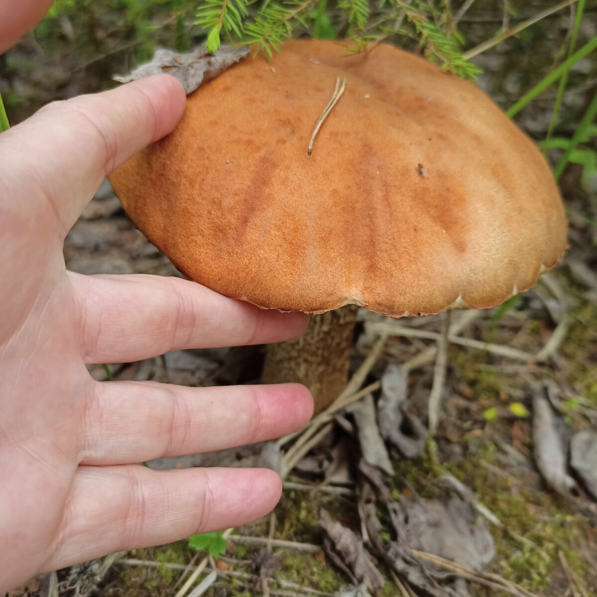 БАМИЯ ЖАРЕНАЯ С ГРИБАМИ . БАМИЯ . ОКРА . ДАМСКИЕ ПАЛЬЧИКИ . ОЧЕНЬ ВКУСНЫЙ РЕЦЕПТ !