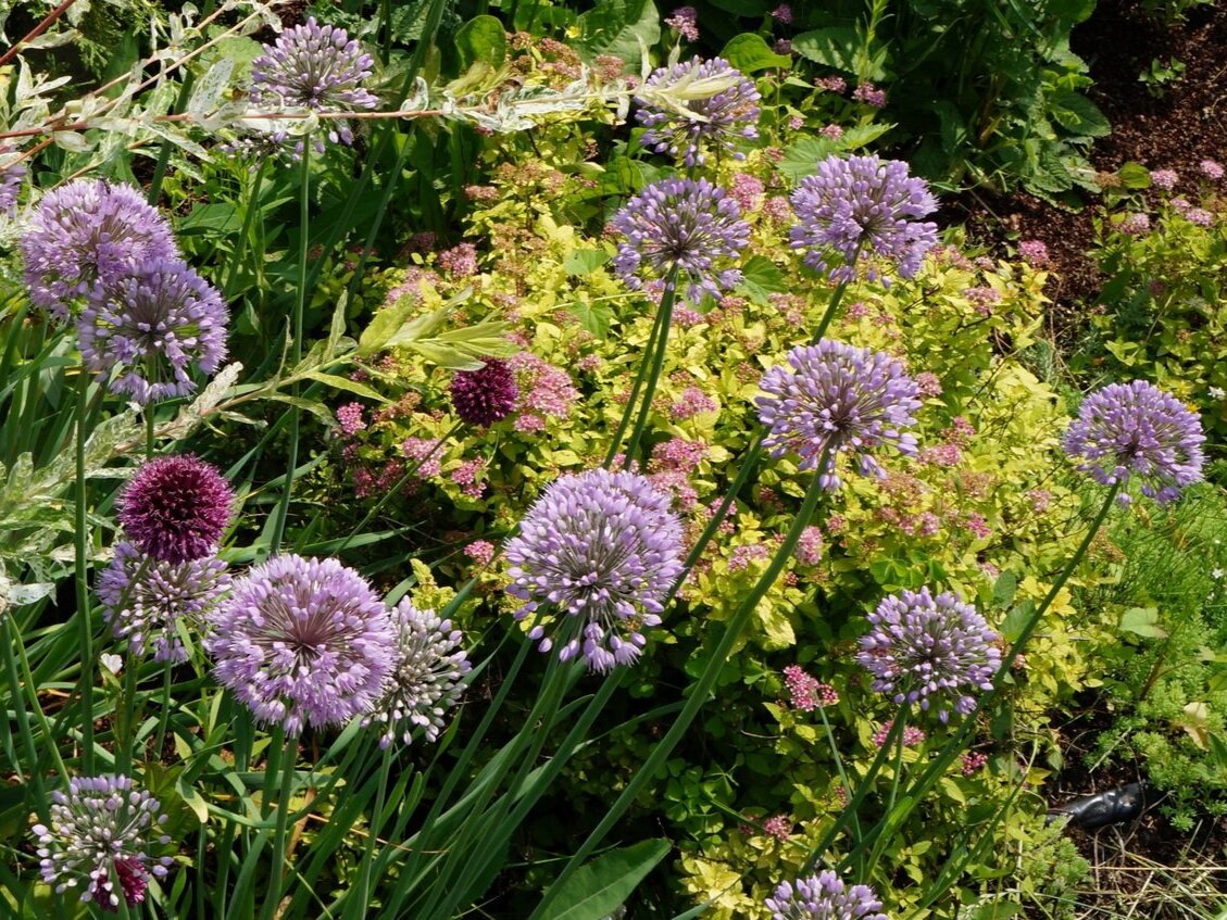 Лук-слизун. Фото: botanichka.ru