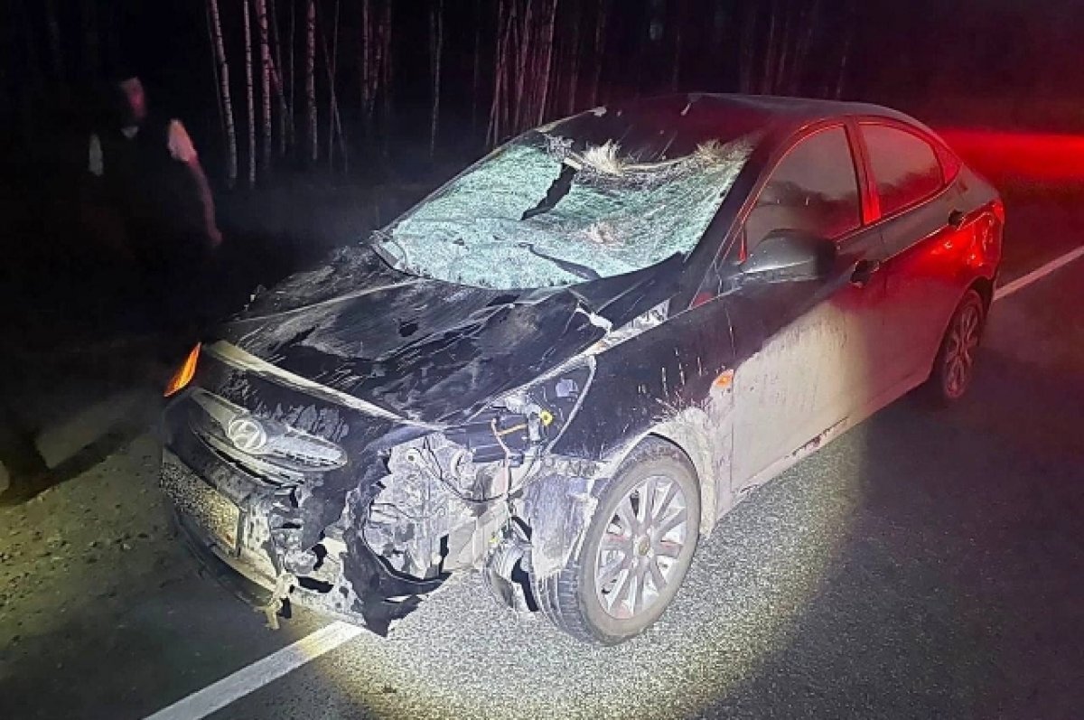    Жители Томской области более 30 раз попали в ДТП с дикими животными