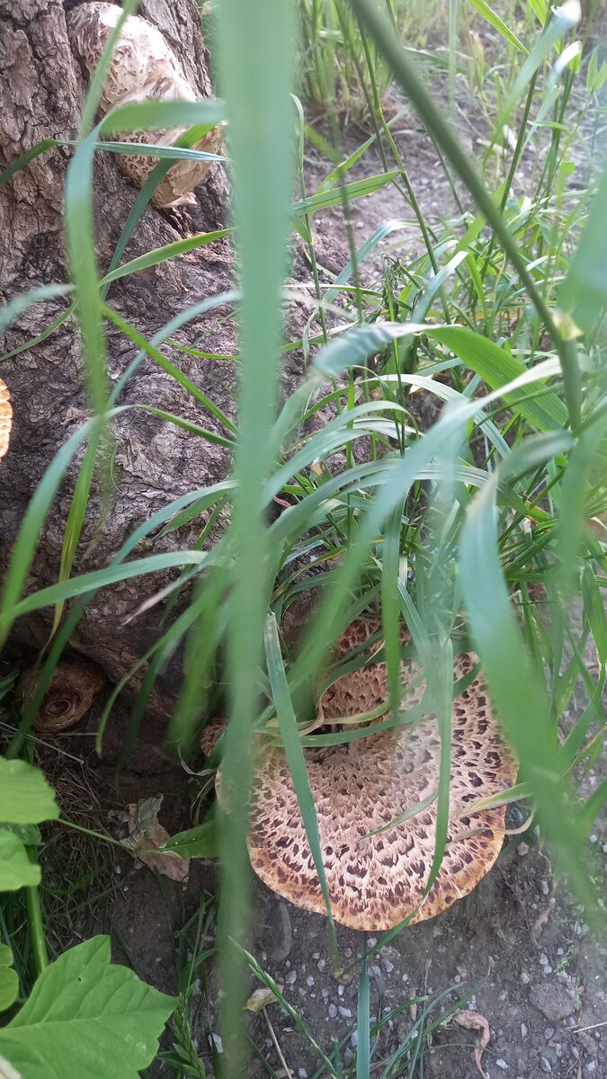 Трутовик  - гриб, что растёт на дереве.