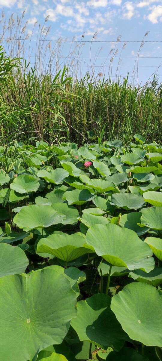 Первые цветы лотоса.