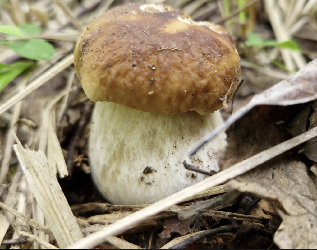 Елена Кострома