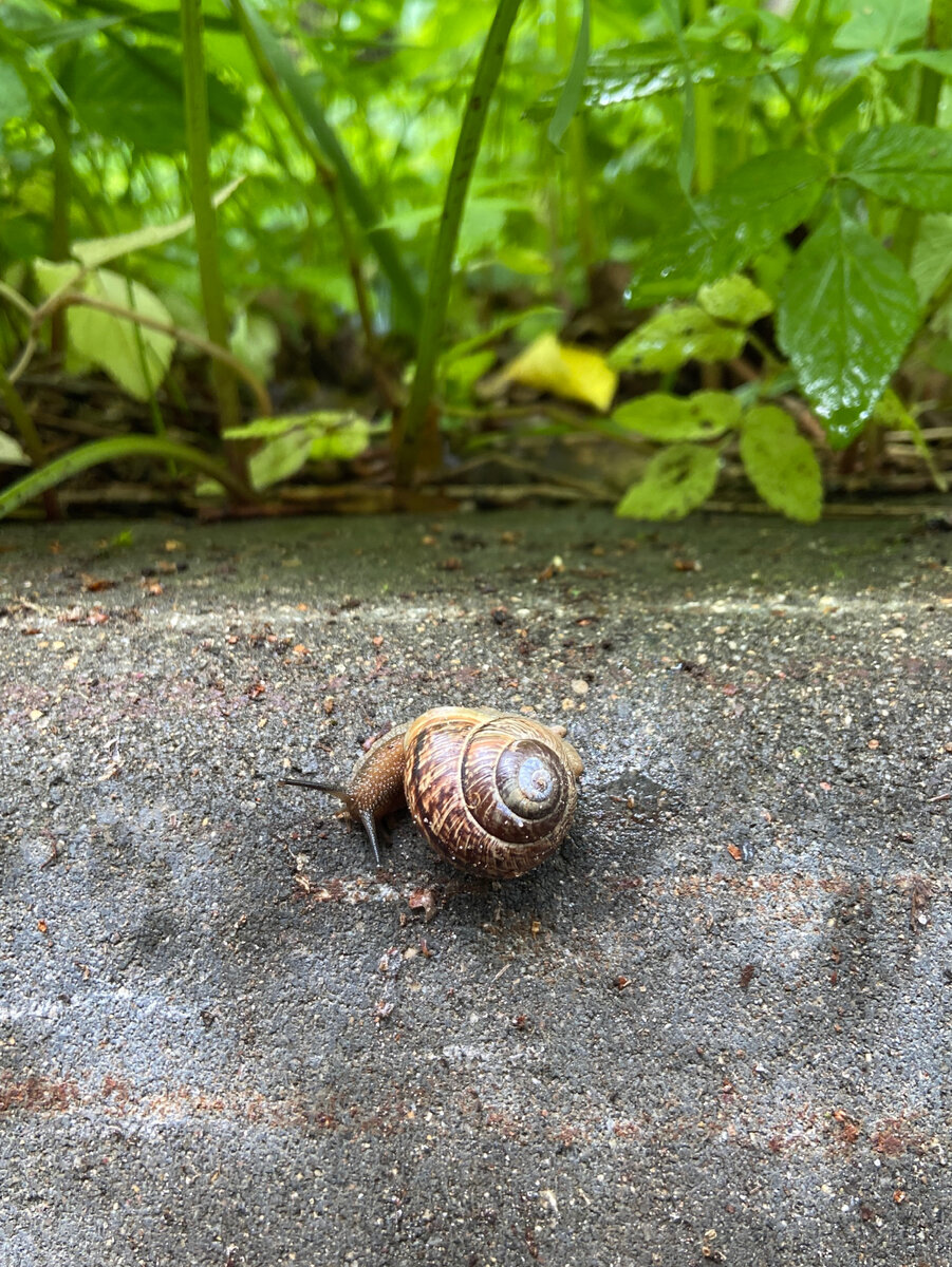 После дождя. Улитка в Ботаническом саду г. Москва