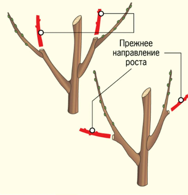 Саженцы плодовых деревьев