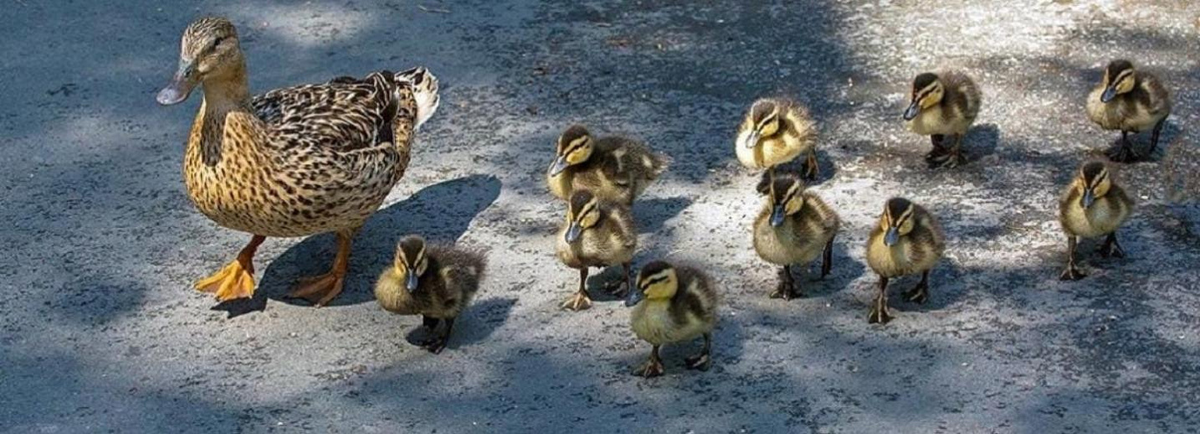 Фото: Владимир Габов