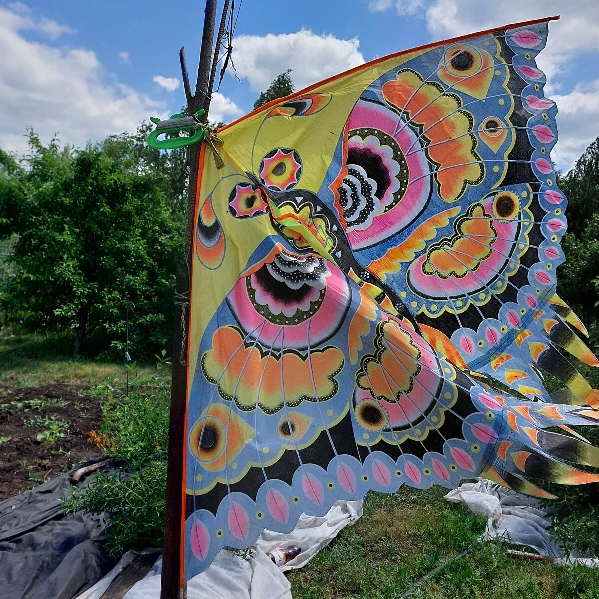 Это наш главный борец с дроздами на плантации с жимолостью