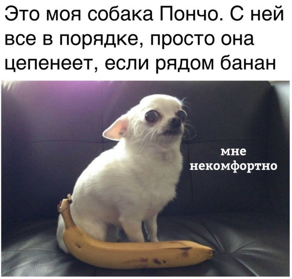 "Хотелось сфоткать мою карликовую таксу с бананом для масштаба, но у Расти были 