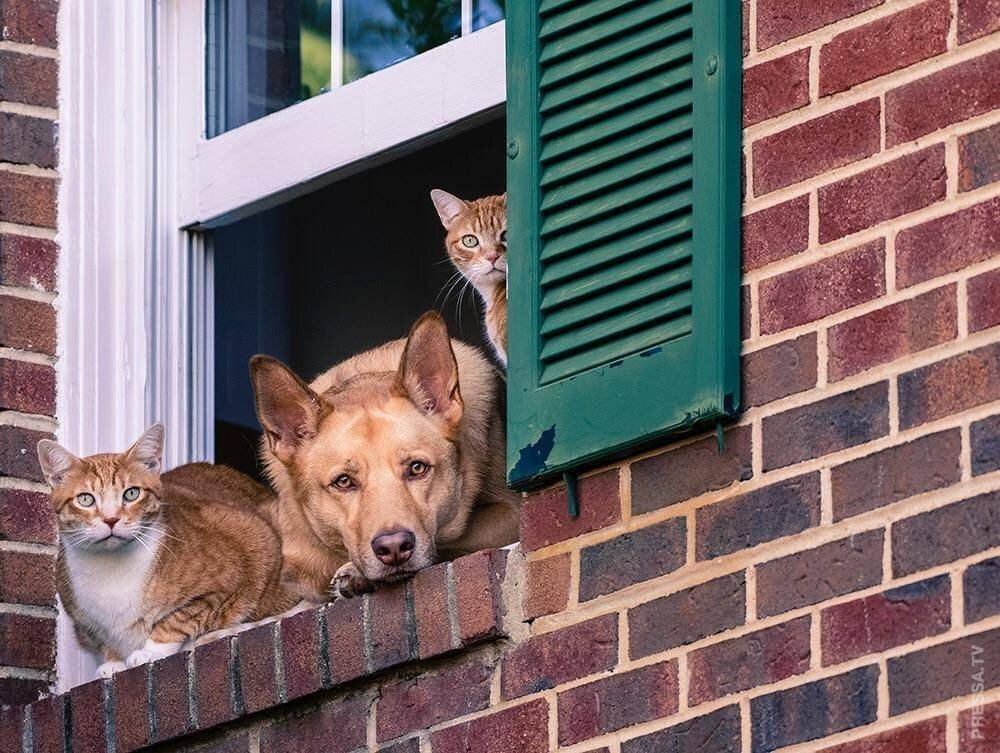 Я выглянул из окна и увидел. Собака в окне. Собака выглядывает из окна. Кошка на окне. Кот и пес в окне.