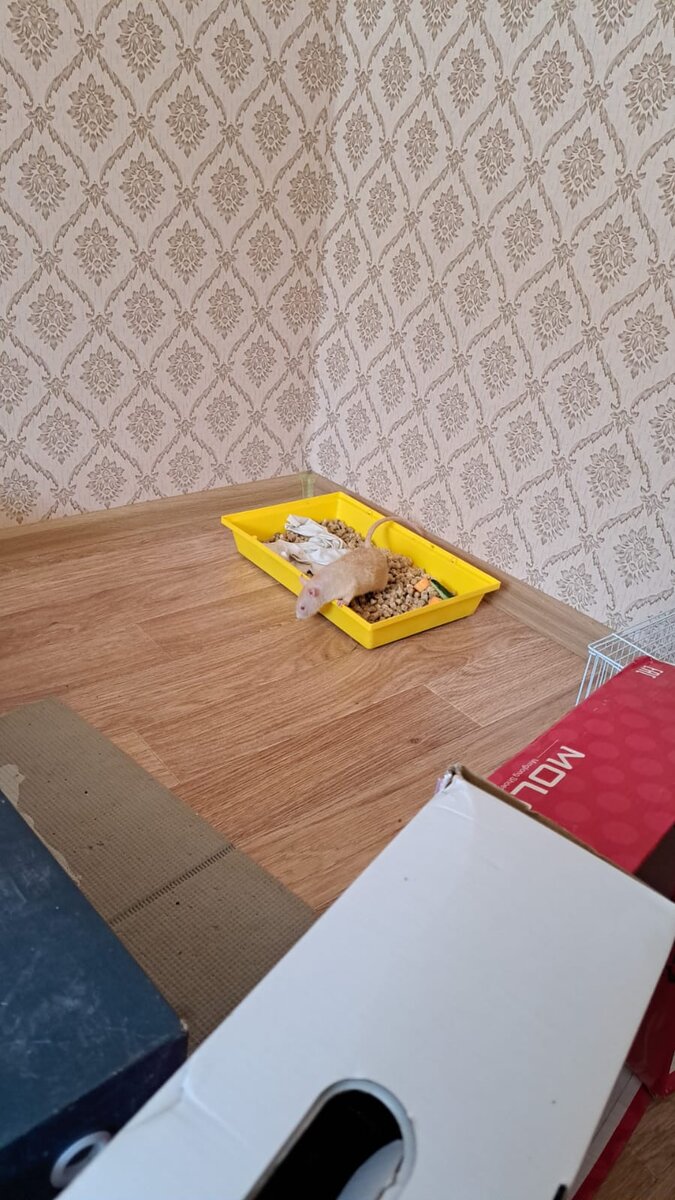 Первая прогулка персика но об этом отдельная история