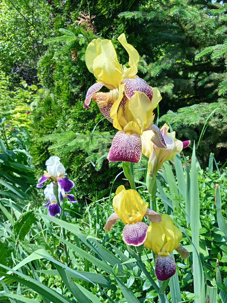 Название сортов неизвестно, т. к. собирала отовсюду. В том числе и на рынках, у бабушек