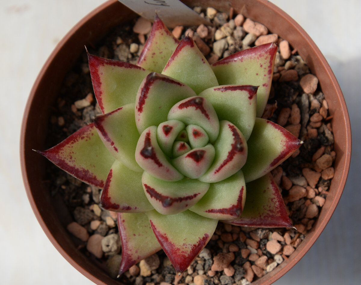 Echeveria Agavoides Ebony