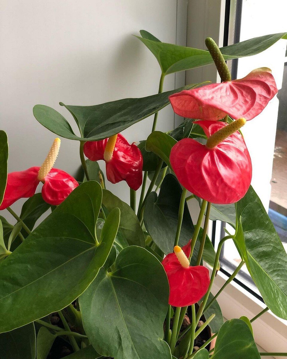    Соцсети блогера irinatomashova1974