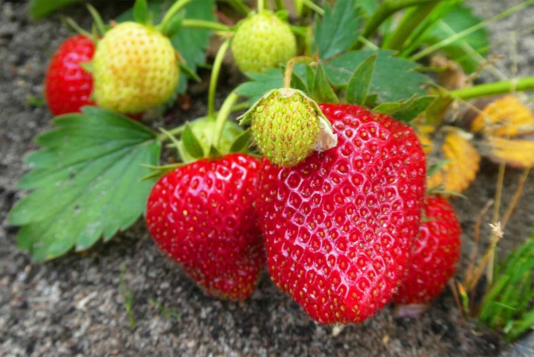Фото: pixabay.com