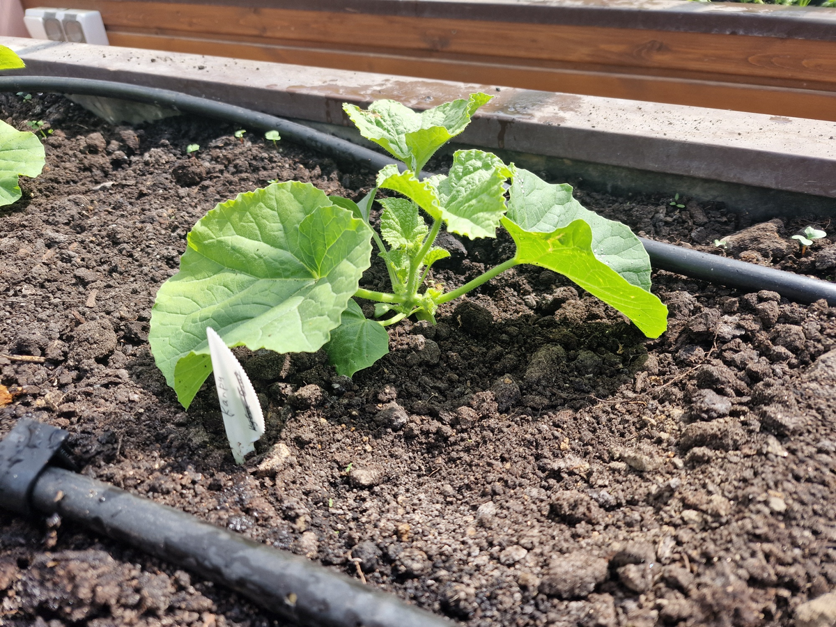 Фото Фиолетового сна