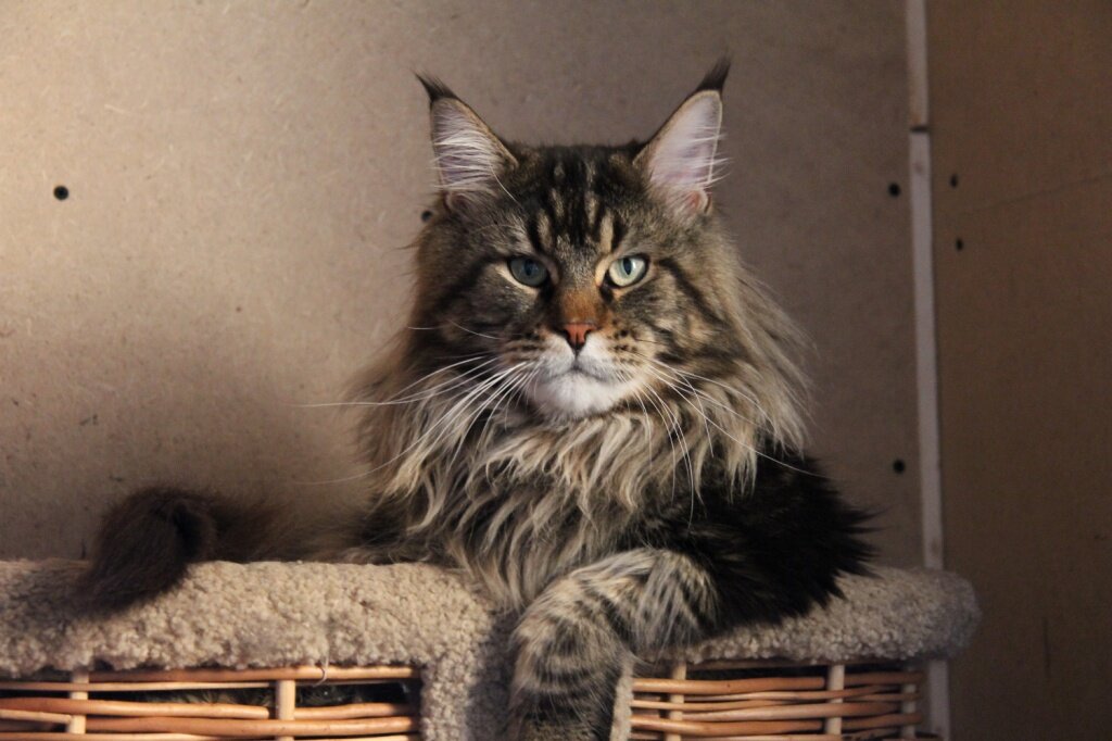 колтуны у мейн куна. вычесывание мейн куна. кошка мейн кун. вычесывание мейн куна. коты мейн куны.