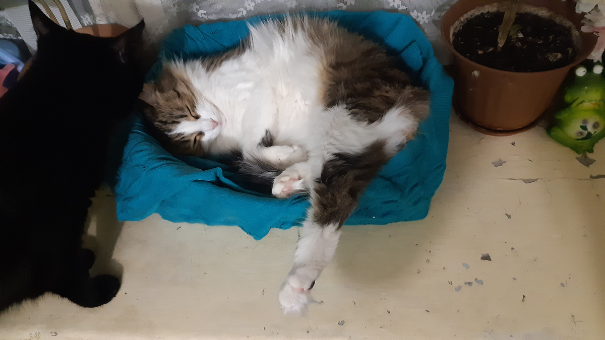 Кошка Дика обнаружила, что ее любимое местечко занято