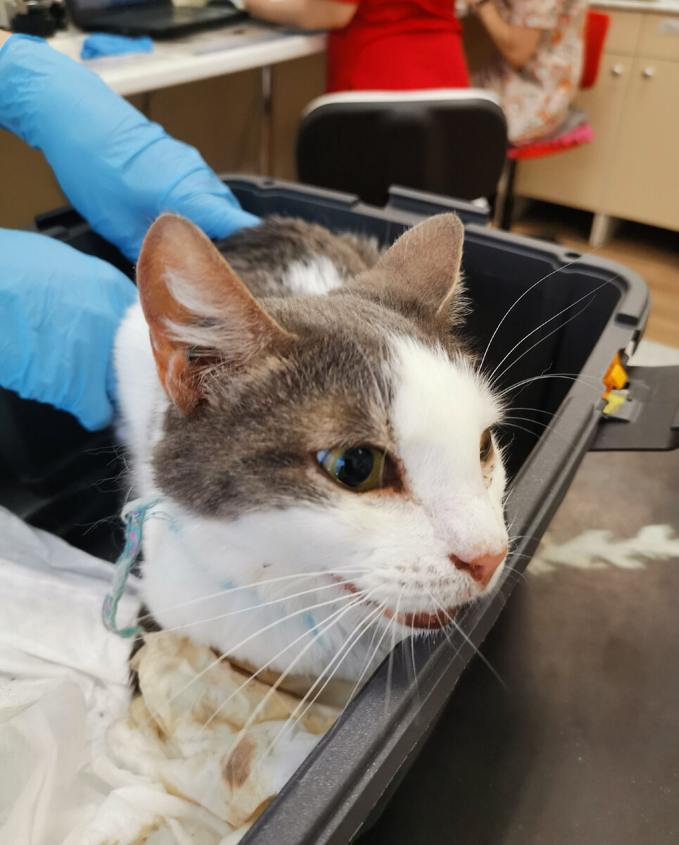 Кефир на осмотре в ветклинике