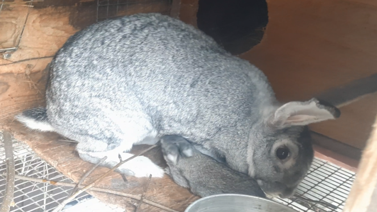 Крольчиха вскармливает своё потомство