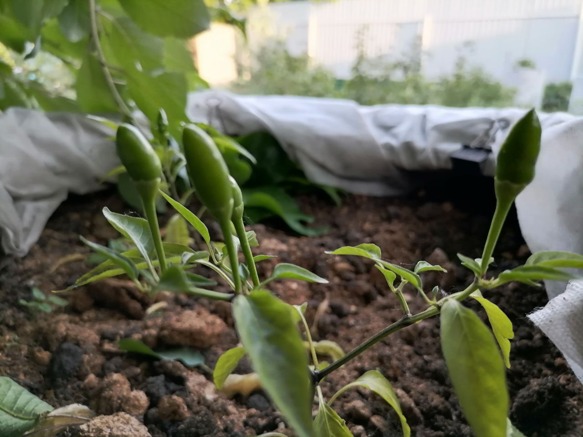 Перец декоративный Желтый бум пока красотой не радует, но радует плодами 