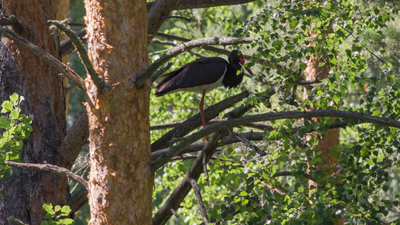     Черный аист. altay-birder.blogspot.ru
