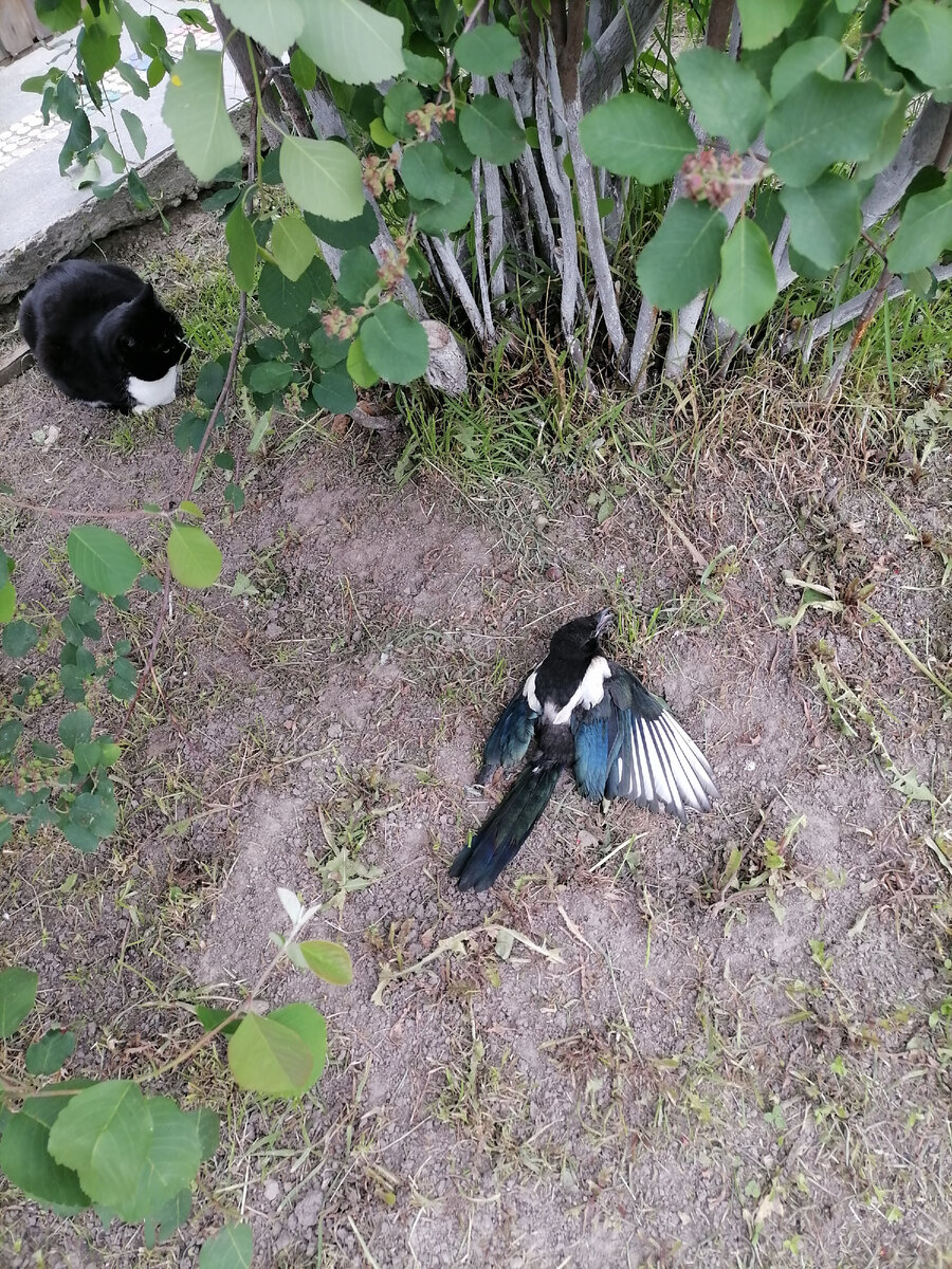 Сорока и Симка, фото автора. 