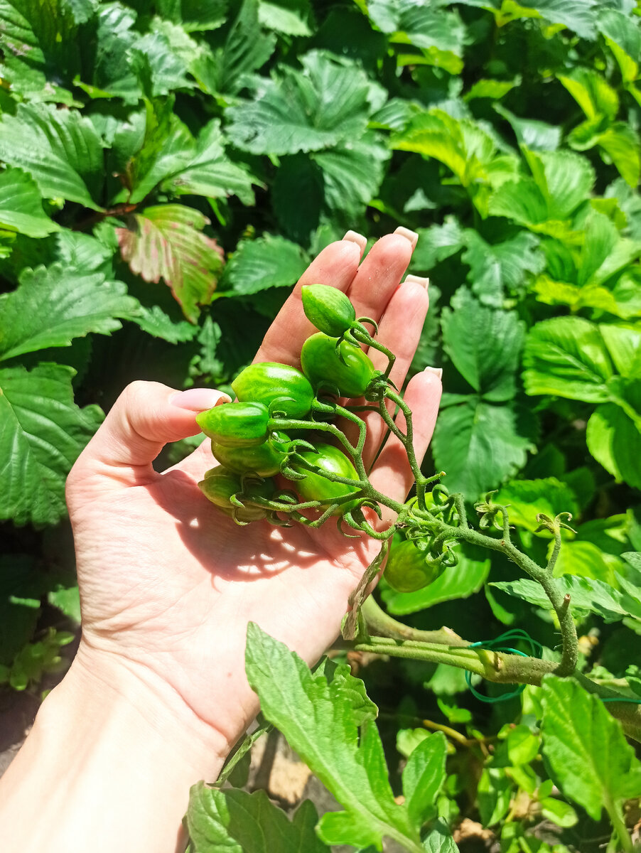 Малиновый фонтан