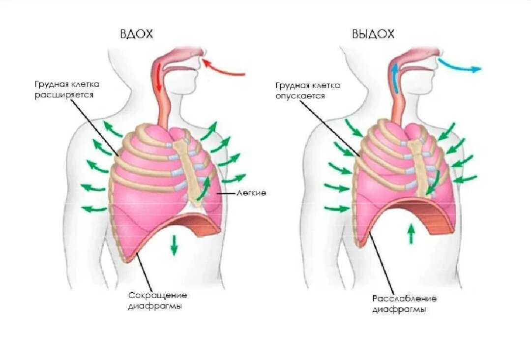 Диафрагма мышца вдоха. Диафрагма при вдохе. Диафрагмальное дыхание. Легкие и диафрагма. Легкие на вдохе и выдохе.