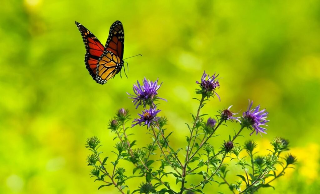    Фото: Pixabay Милана Соболевская