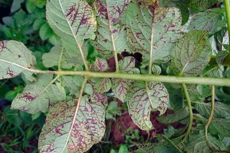 Листья картофеля становятся коричневыми по краям в основном из-за грибкового заболевания. В такой ситуации нужно незамедлительно приступать к лечению растения с помощью биопрепаратов.
