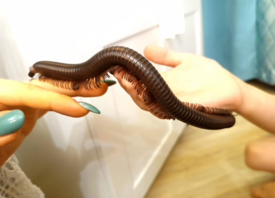 Многоногое