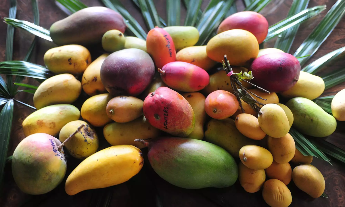 В Таиланде выращивают около 200 сортов манго, но лишь некоторые из них производятся в коммерческих масштабах.