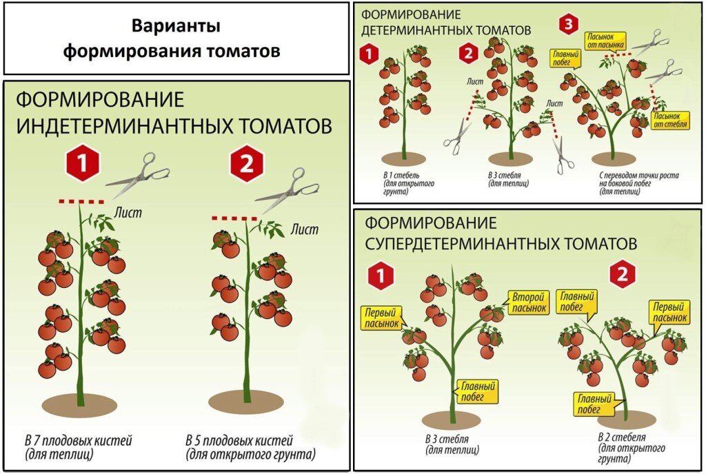 Томат благовест формирование куста схема