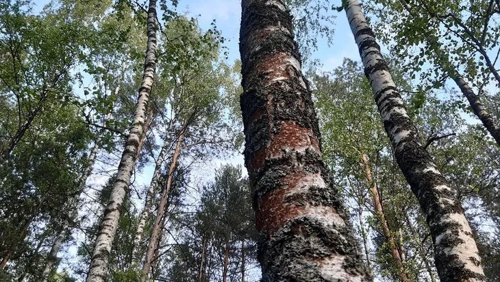    Российские и китайские ученые в содружестве изобрели упаковочные пленки из березы