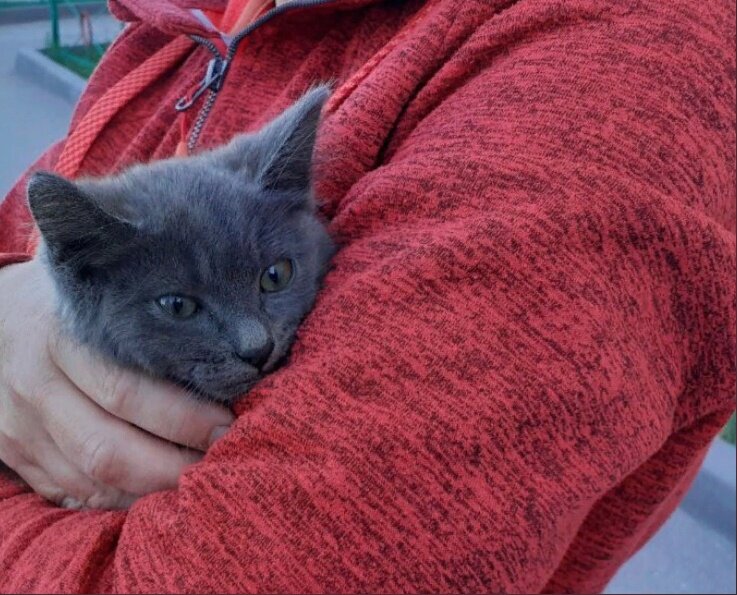 Алла взяла котёнка и принесла домой, несмотря на то, что дома есть свои питомцы