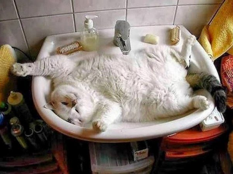 Кошичкина полиция